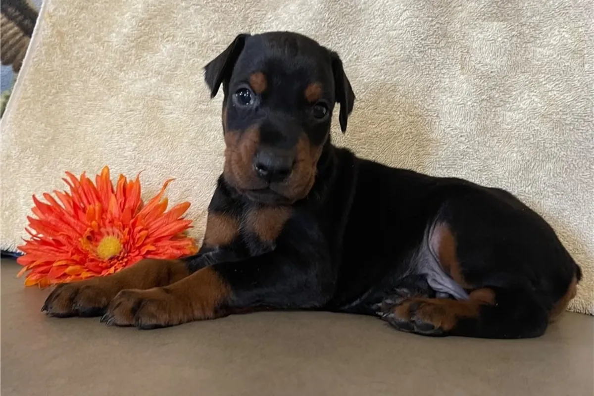 注册Kc的杜宾犬幼犬出售。