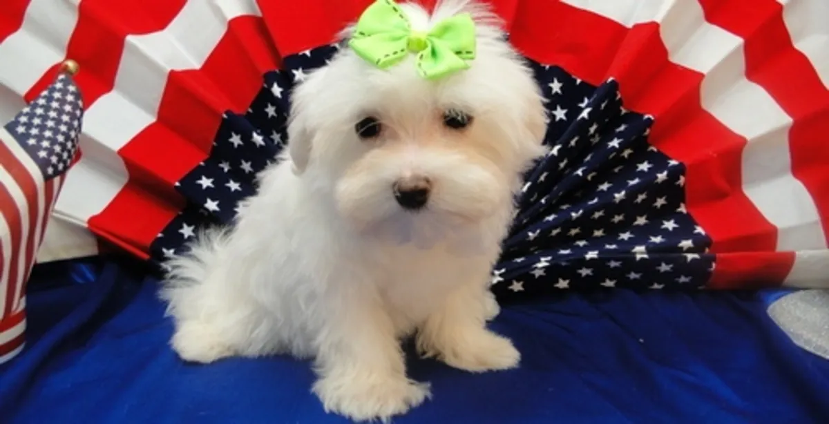 两只茶杯马尔济斯幼犬需要一个新家庭。