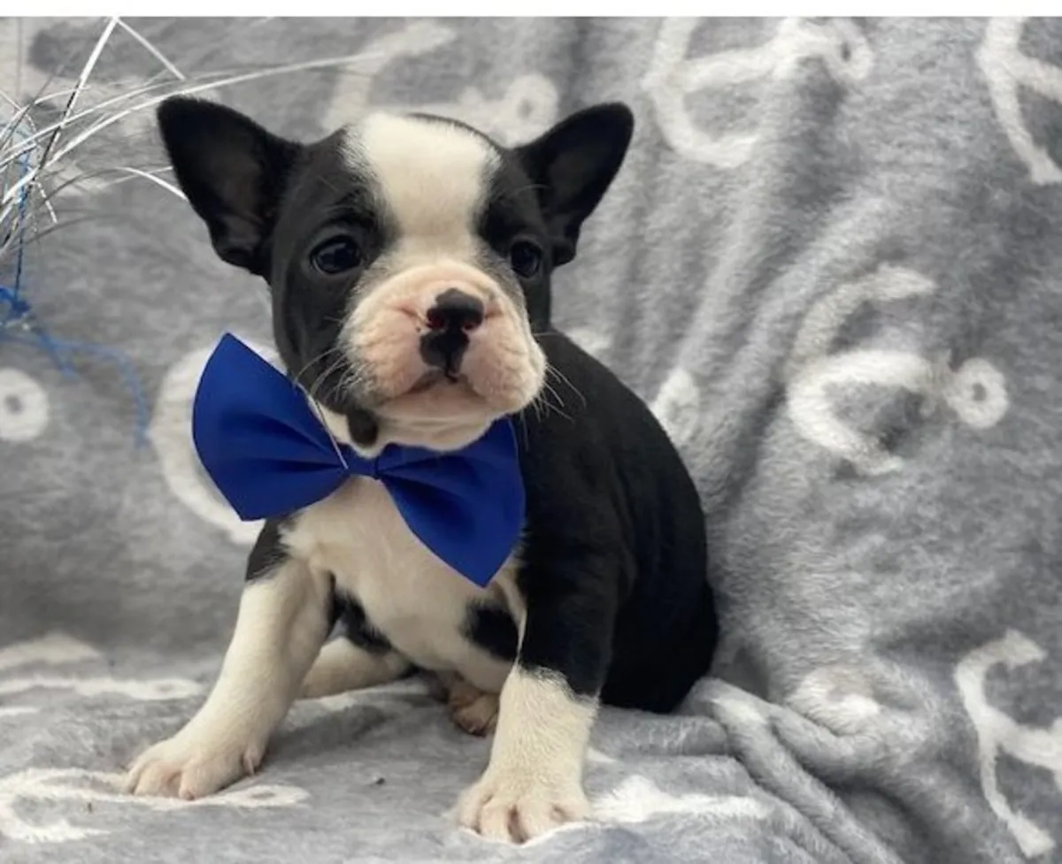 AKC 质量法式斗牛犬幼犬免费领养！