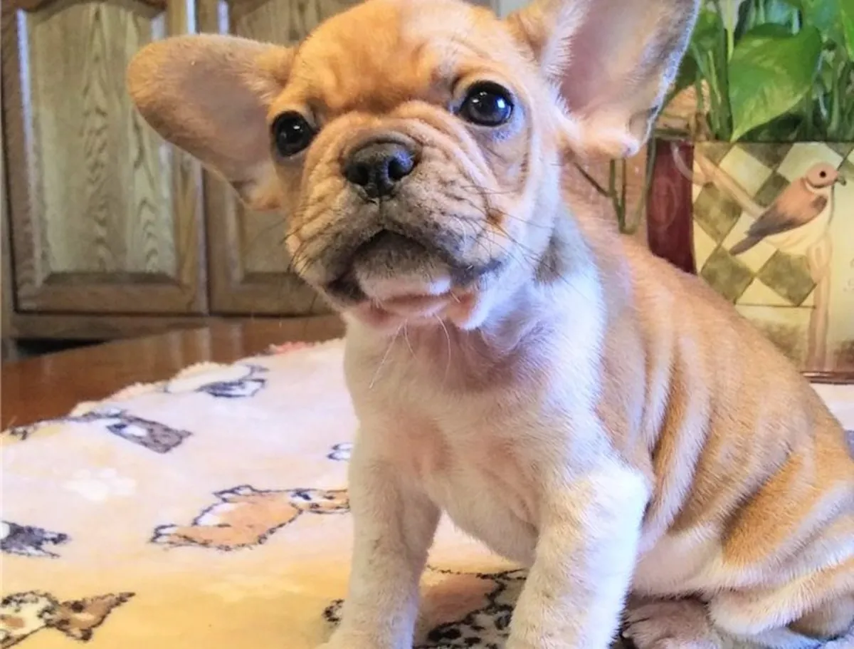 优秀的法国斗牛犬小狗