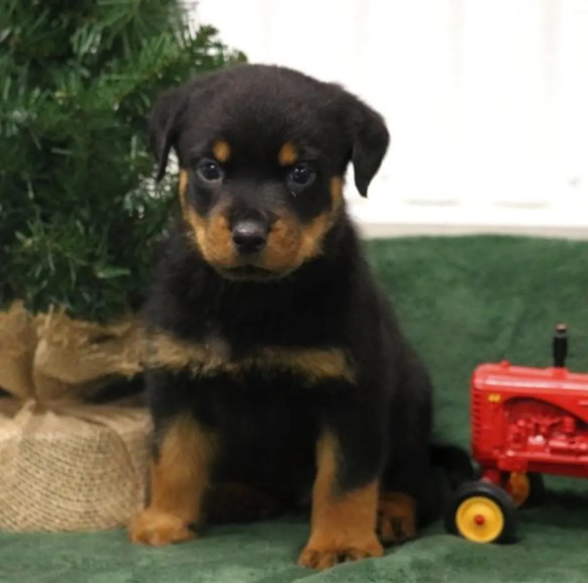 特别的小罗威纳犬幼犬