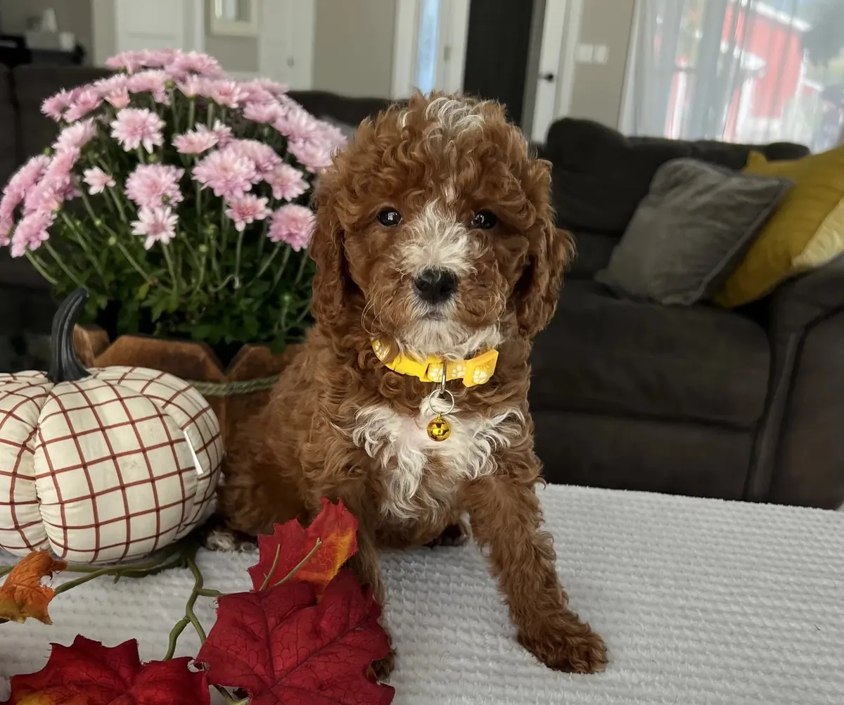 迷你金毛贵宾犬幼犬寻找爱心家庭
