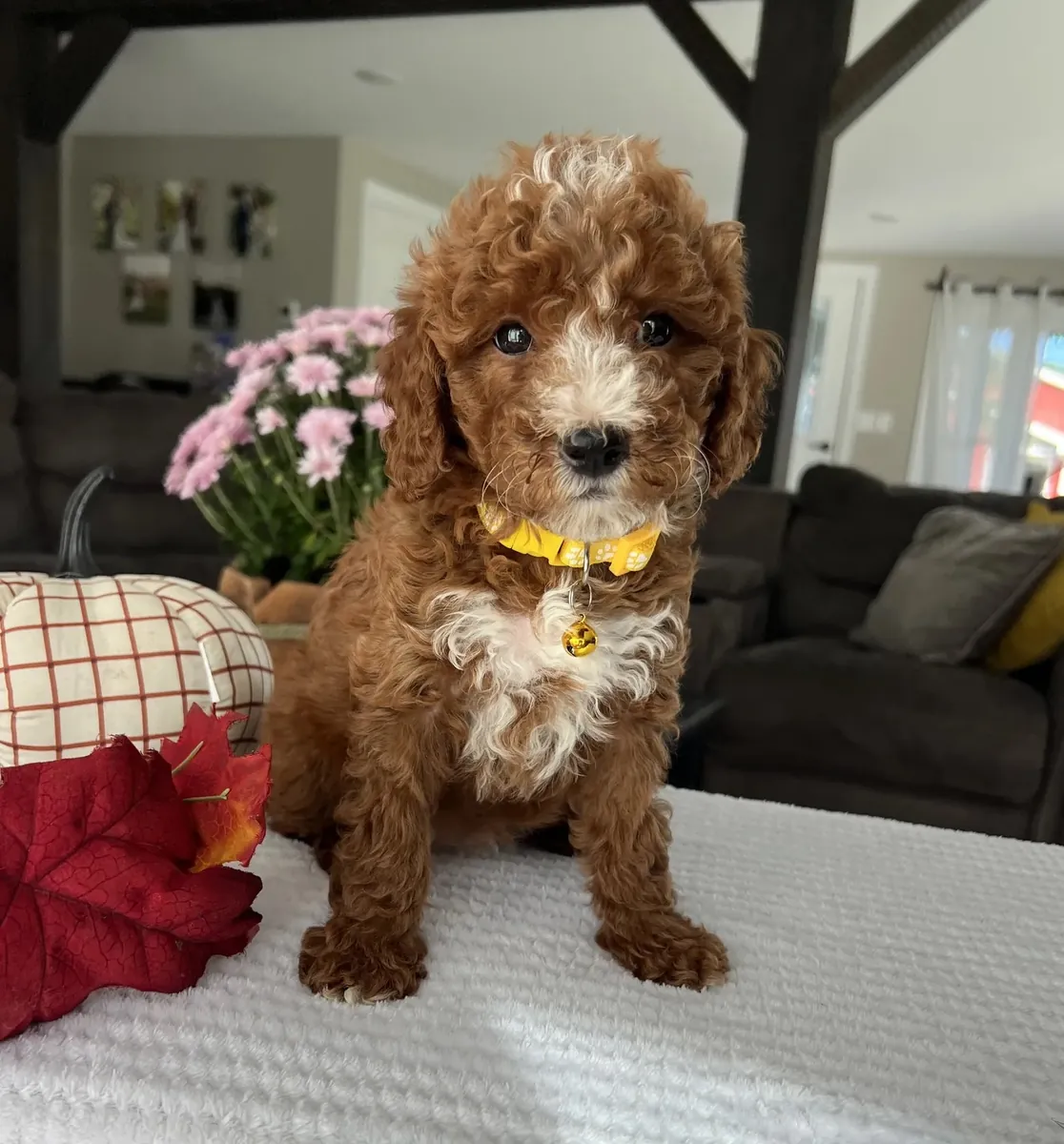 迷你金毛贵宾犬幼犬寻找爱心家庭
