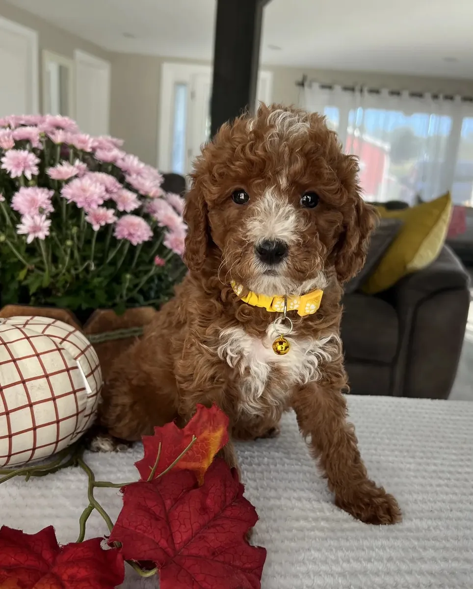 迷你金毛贵宾犬幼犬寻找爱心家庭