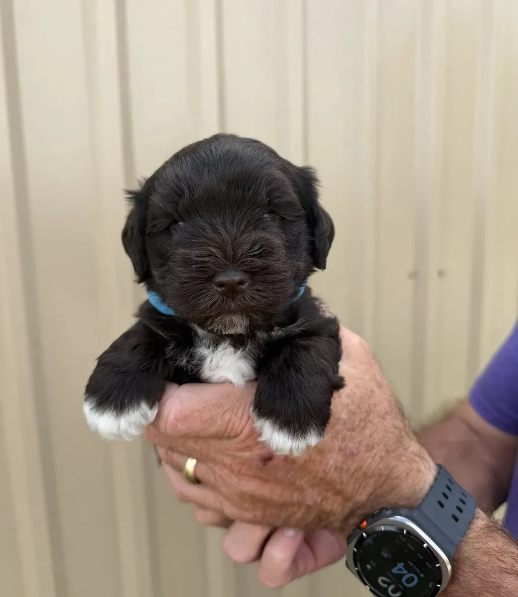 Schnauzer nain