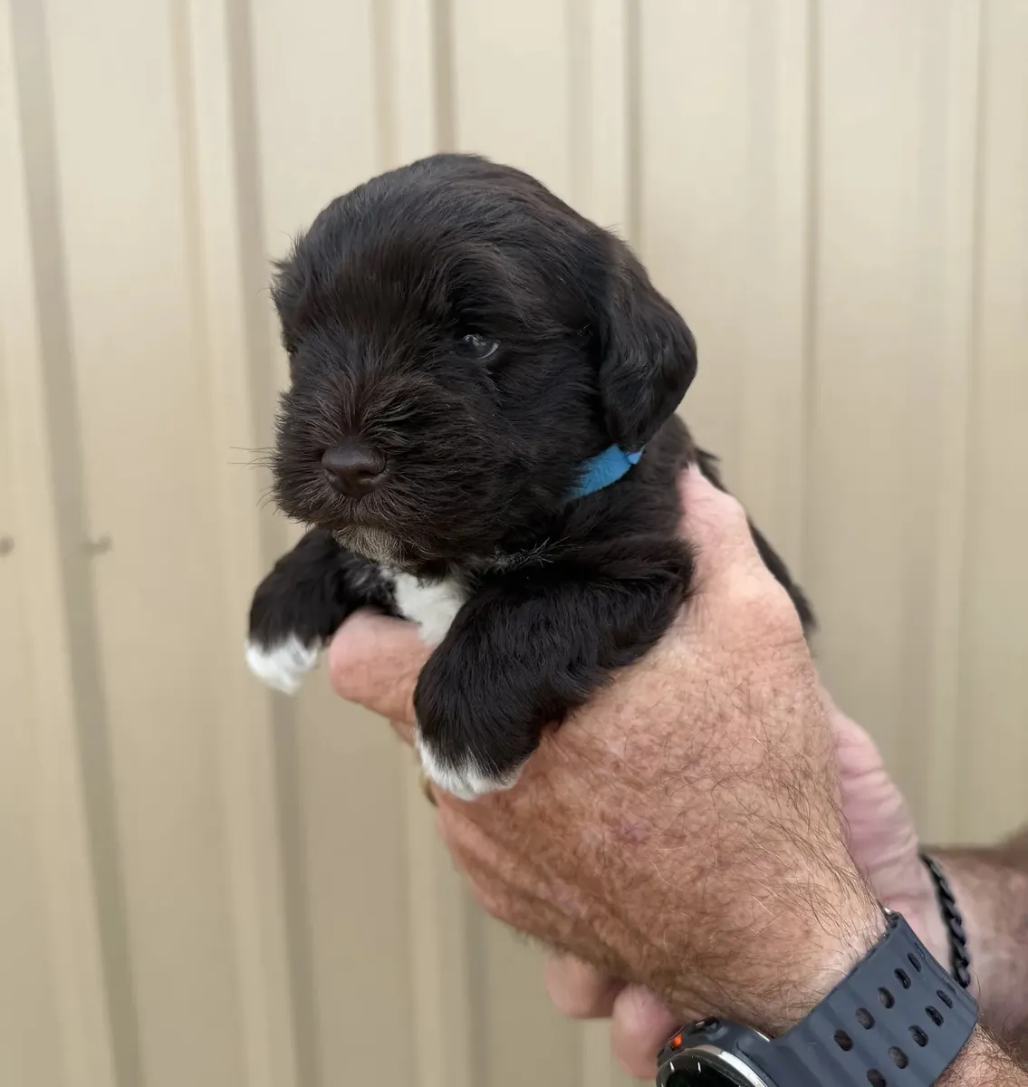 Schnauzer nain
