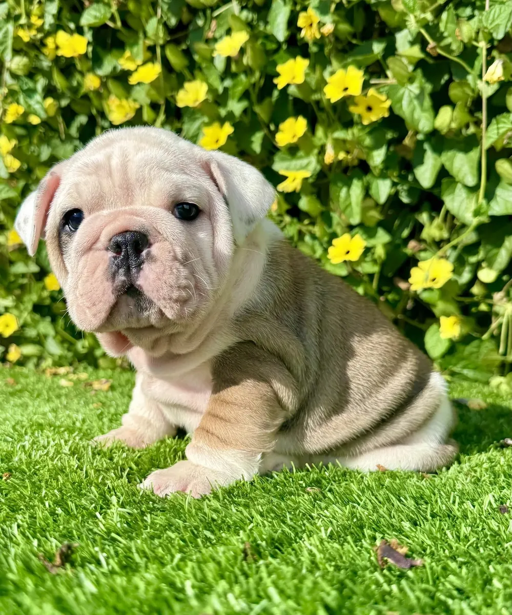 Miss Biscuit (Bulldog Inglés)