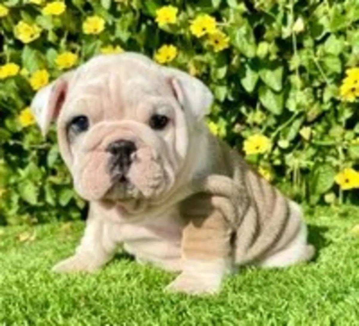 Miss Biscuit (Bulldog Inglés)