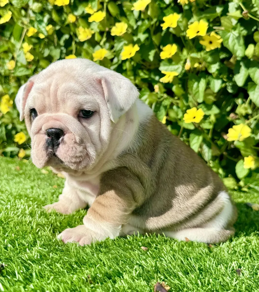 Miss Biscuit (Bulldog Inglés)