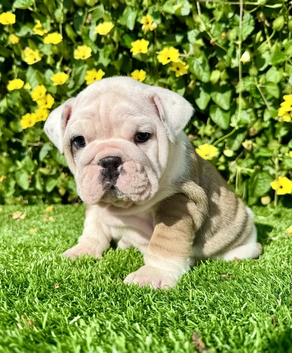 Miss Biscuit (Bulldog Inglés)