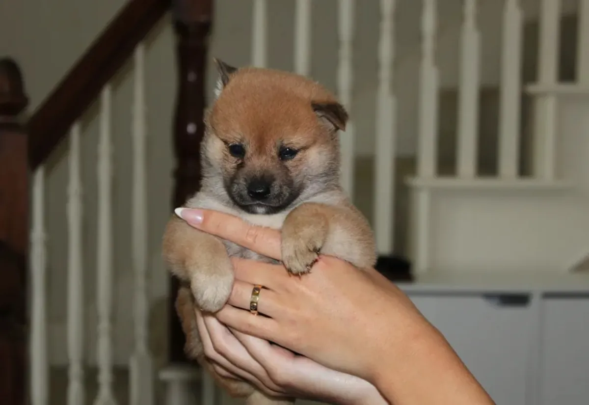 柴犬
