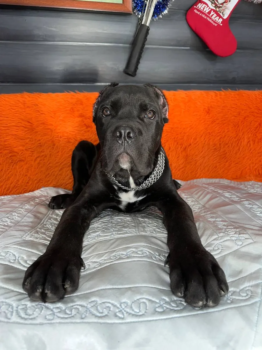 Black Cane Corso Puppy – Sweet & Adorable