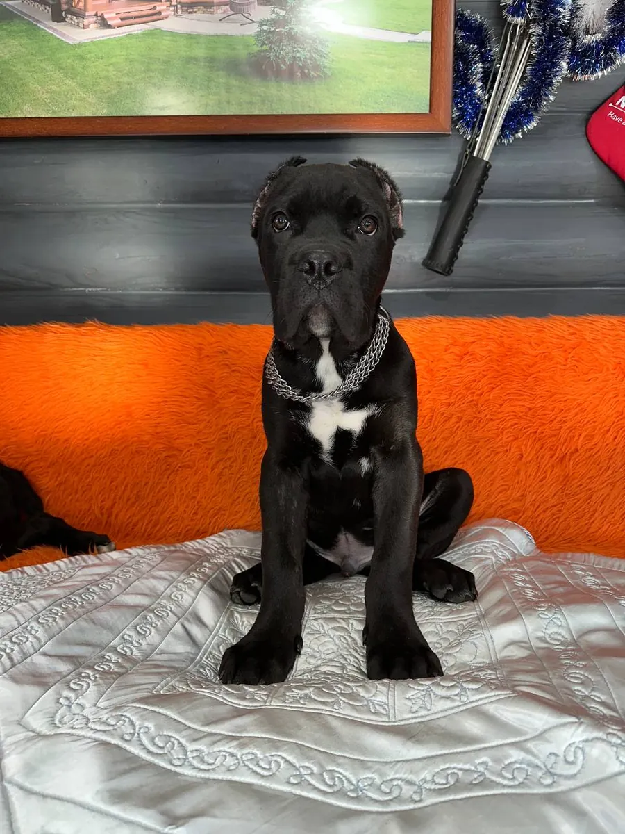 Black Cane Corso Puppy – Sweet & Adorable