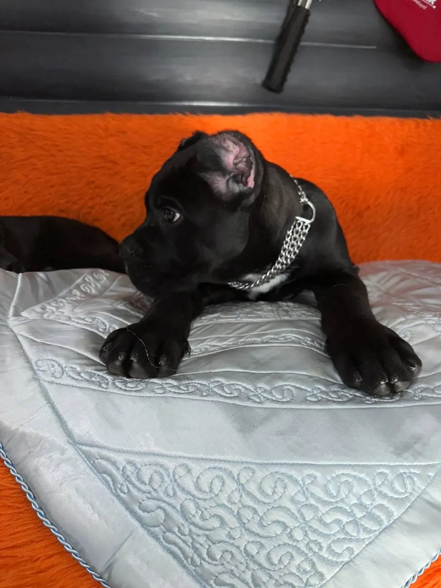 Black Cane Corso Puppy – Sweet & Adorable