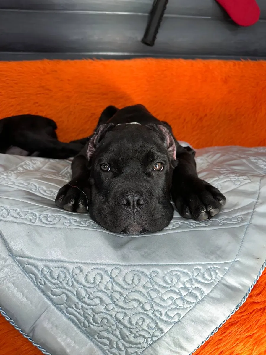 Black Cane Corso Puppy – Sweet & Adorable