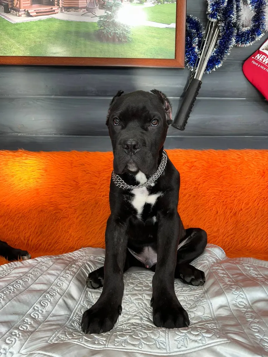 Black Cane Corso Puppy – Sweet & Adorable
