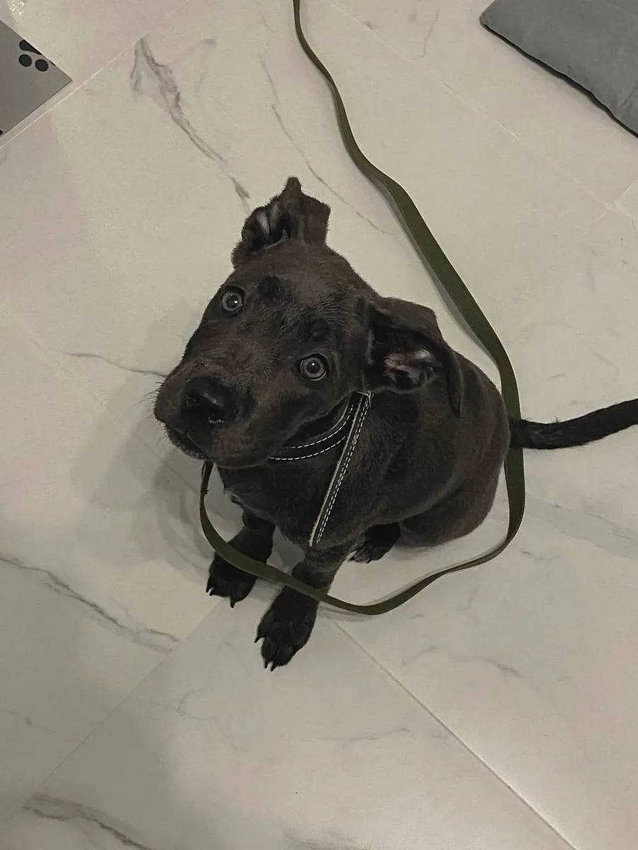 Adorable Black Cane Corso Puppy Looking for a Loving Home 