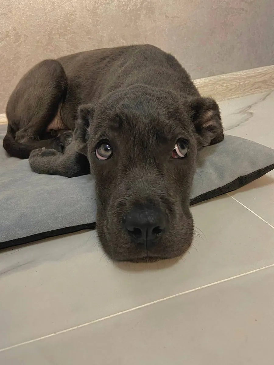 Adorable Black Cane Corso Puppy Looking for a Loving Home 