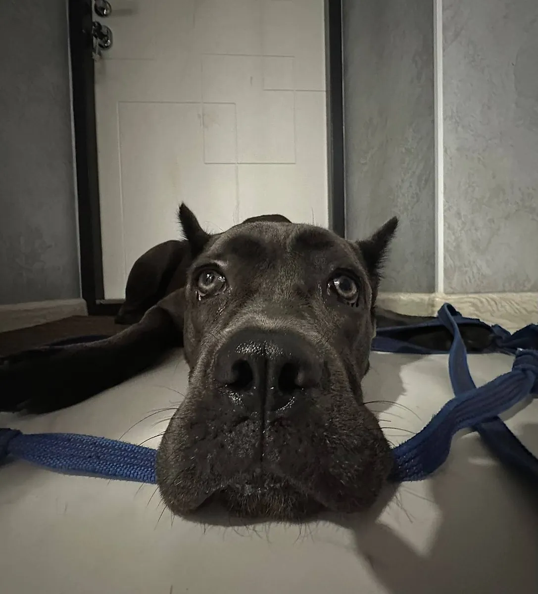 Adorable Black Cane Corso Puppy Looking for a Loving Home 