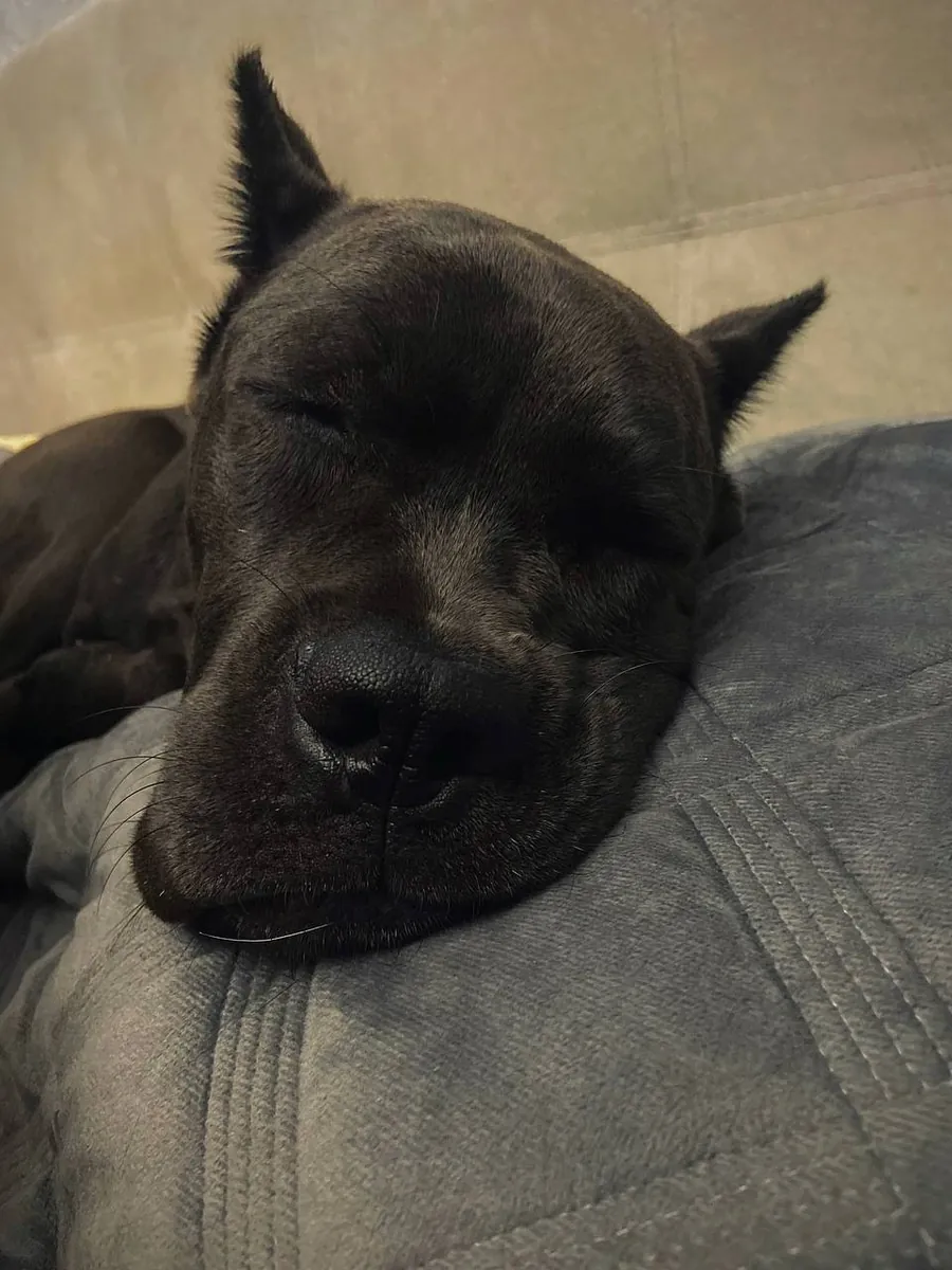 Adorable Black Cane Corso Puppy Looking for a Loving Home 