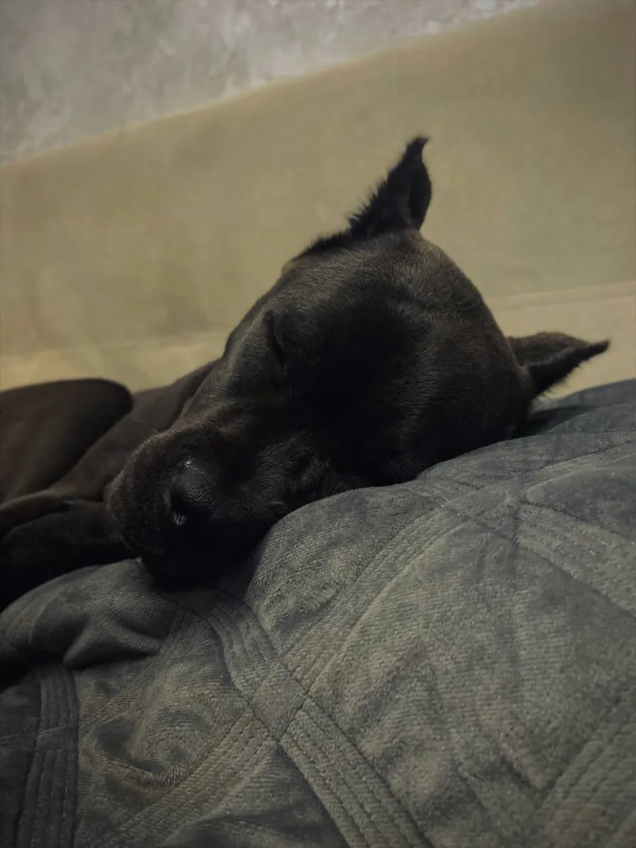 Adorable Black Cane Corso Puppy Looking for a Loving Home 