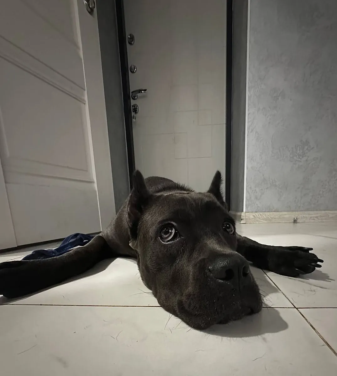 Adorable Black Cane Corso Puppy Looking for a Loving Home 