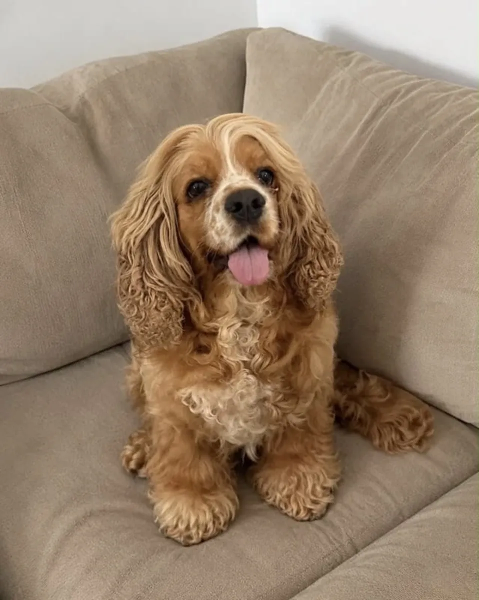 Lindo cocker spaniel americano