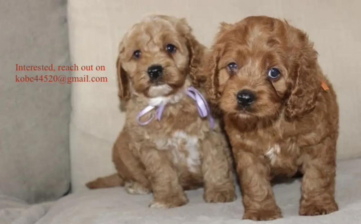 Lindo cocker spaniel americano