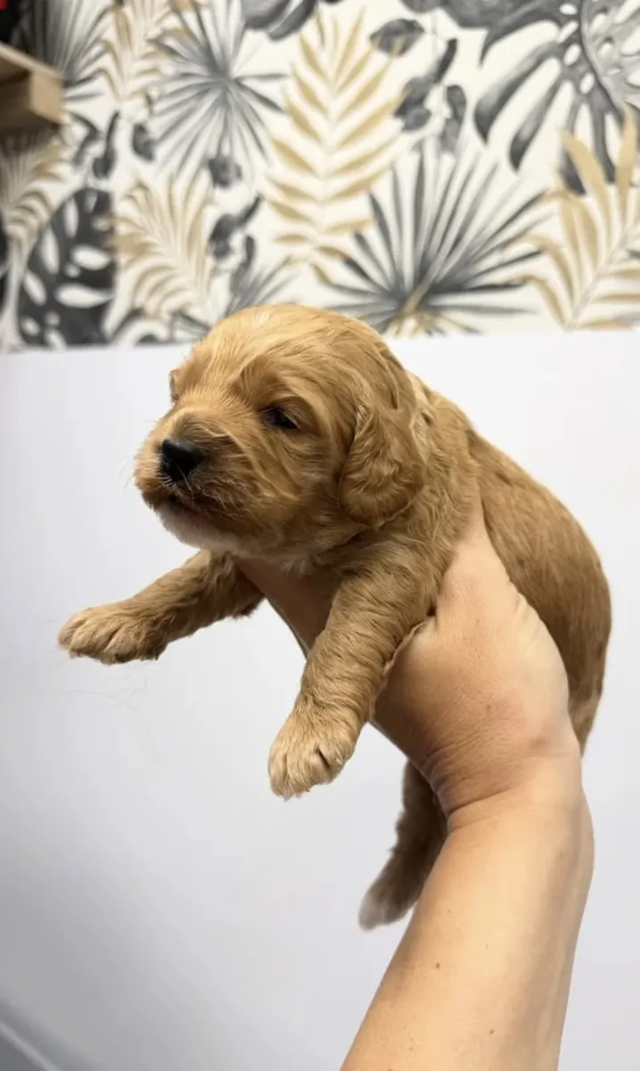 Lindo cocker spaniel americano