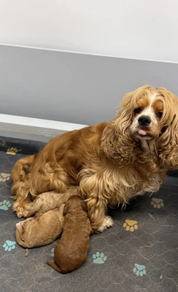 Lindo cocker spaniel americano