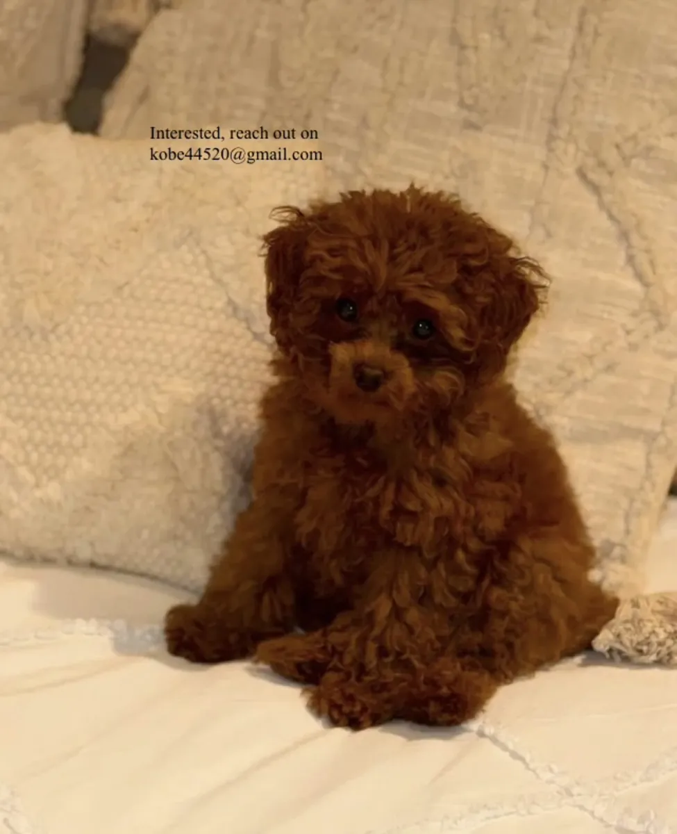 Hermoso caniche