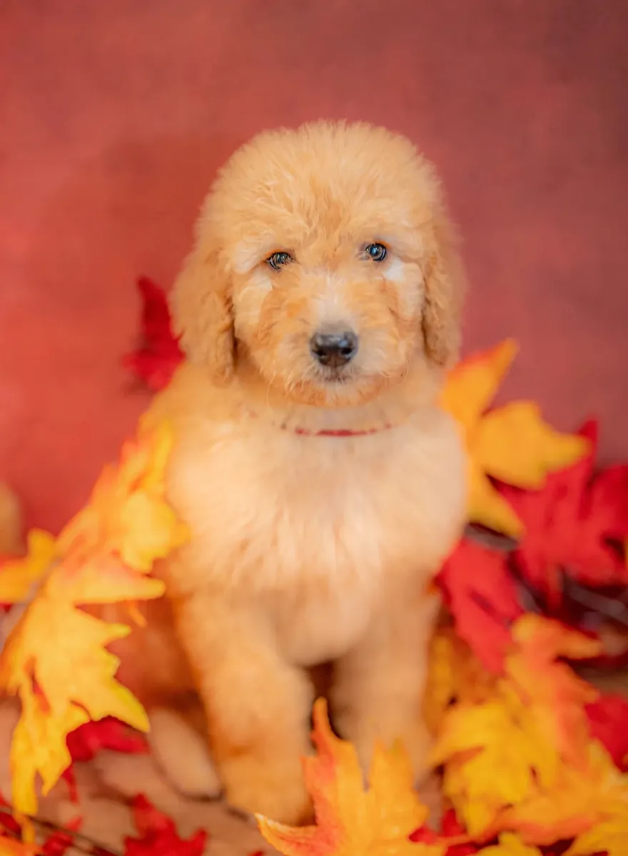 Goldendoodle yavruları