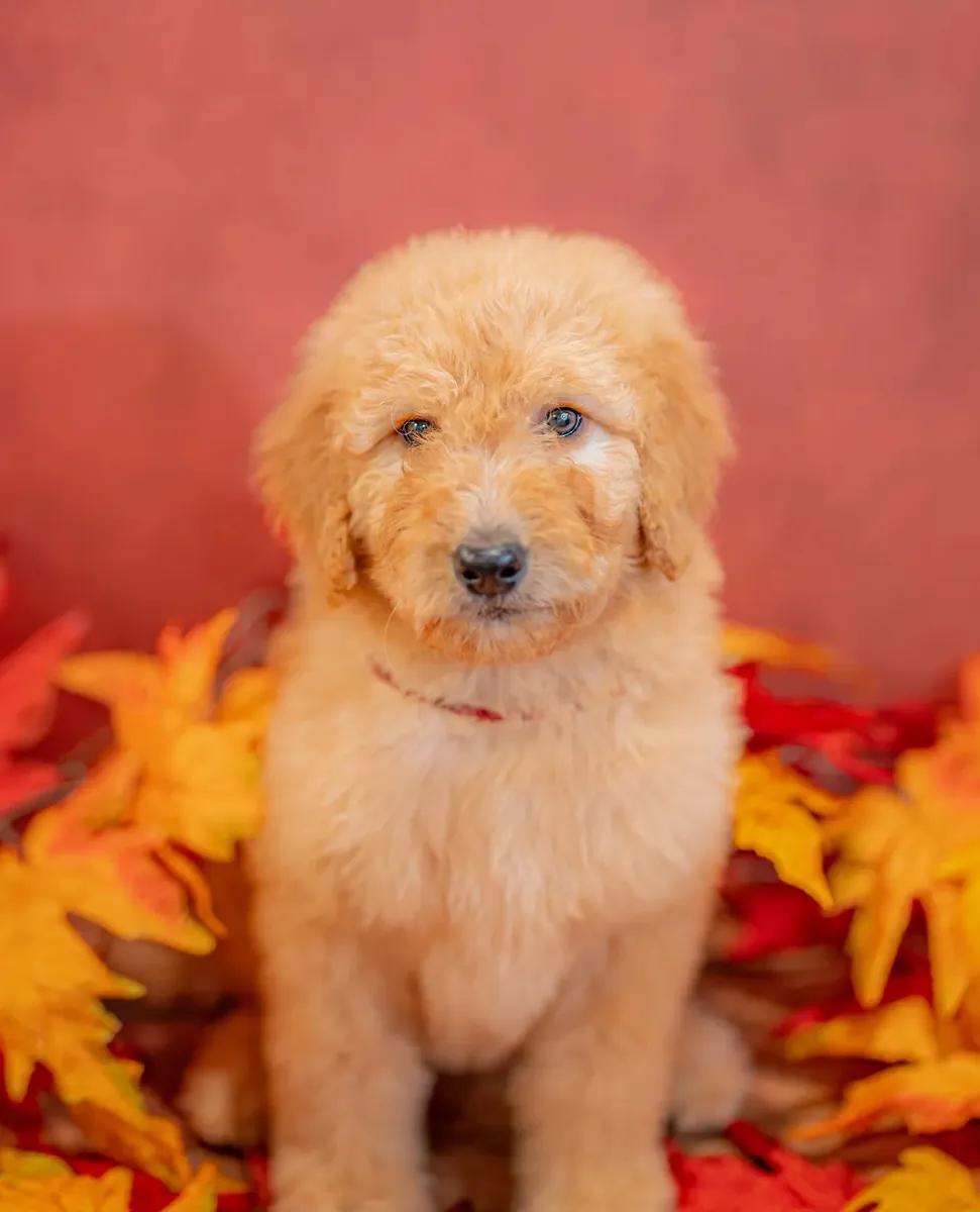 Goldendoodle yavruları