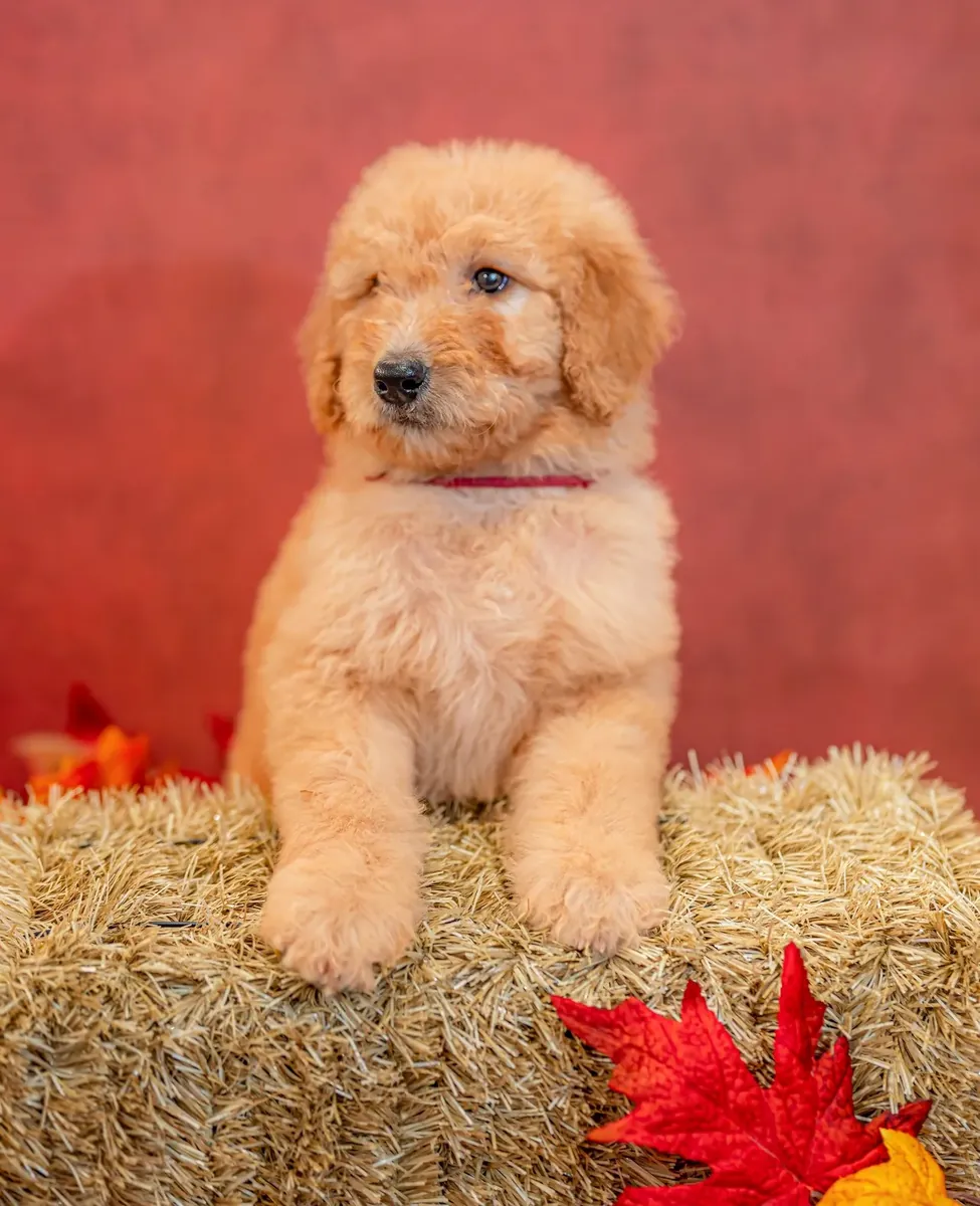 Goldendoodle yavruları
