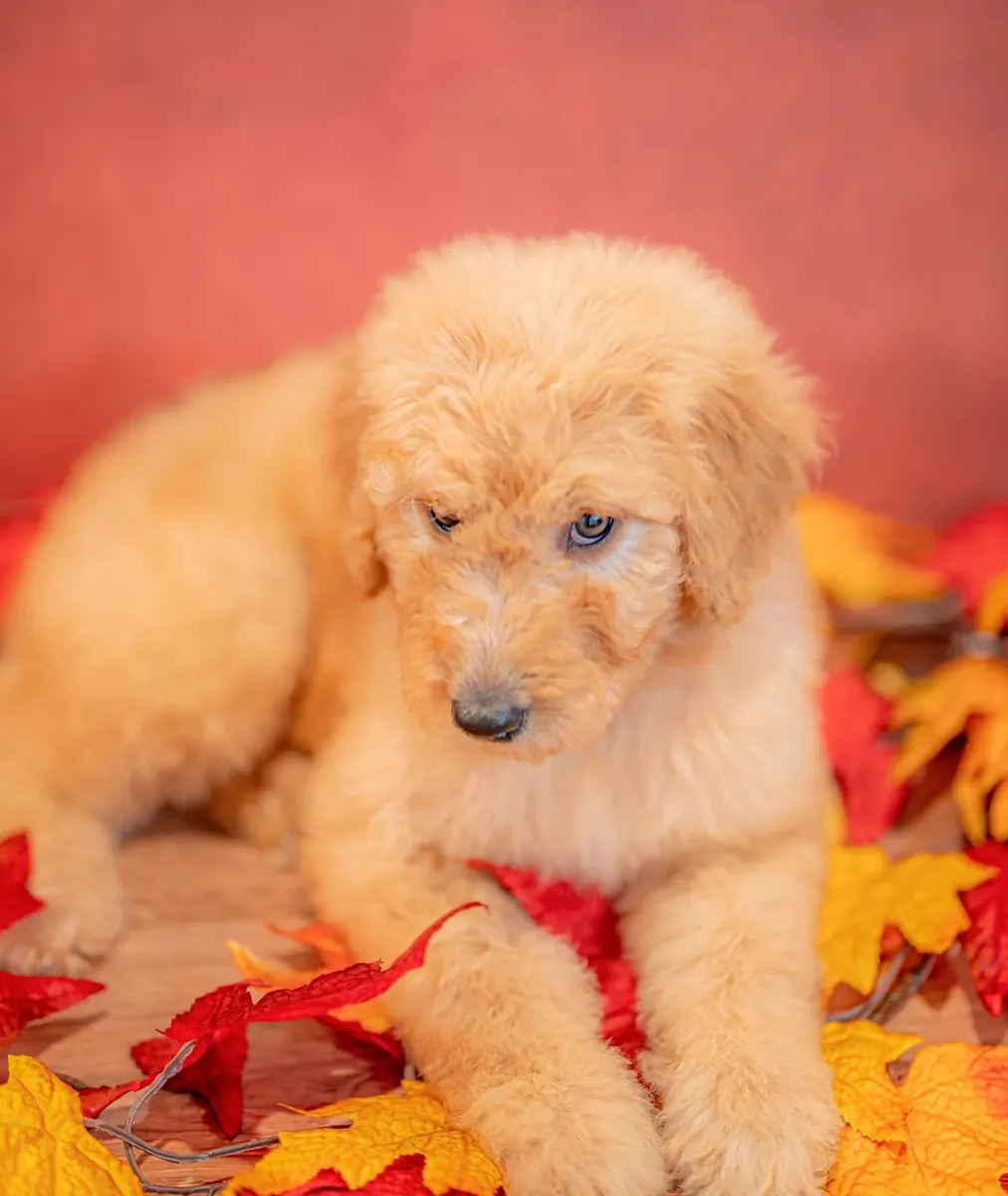 Goldendoodle yavruları