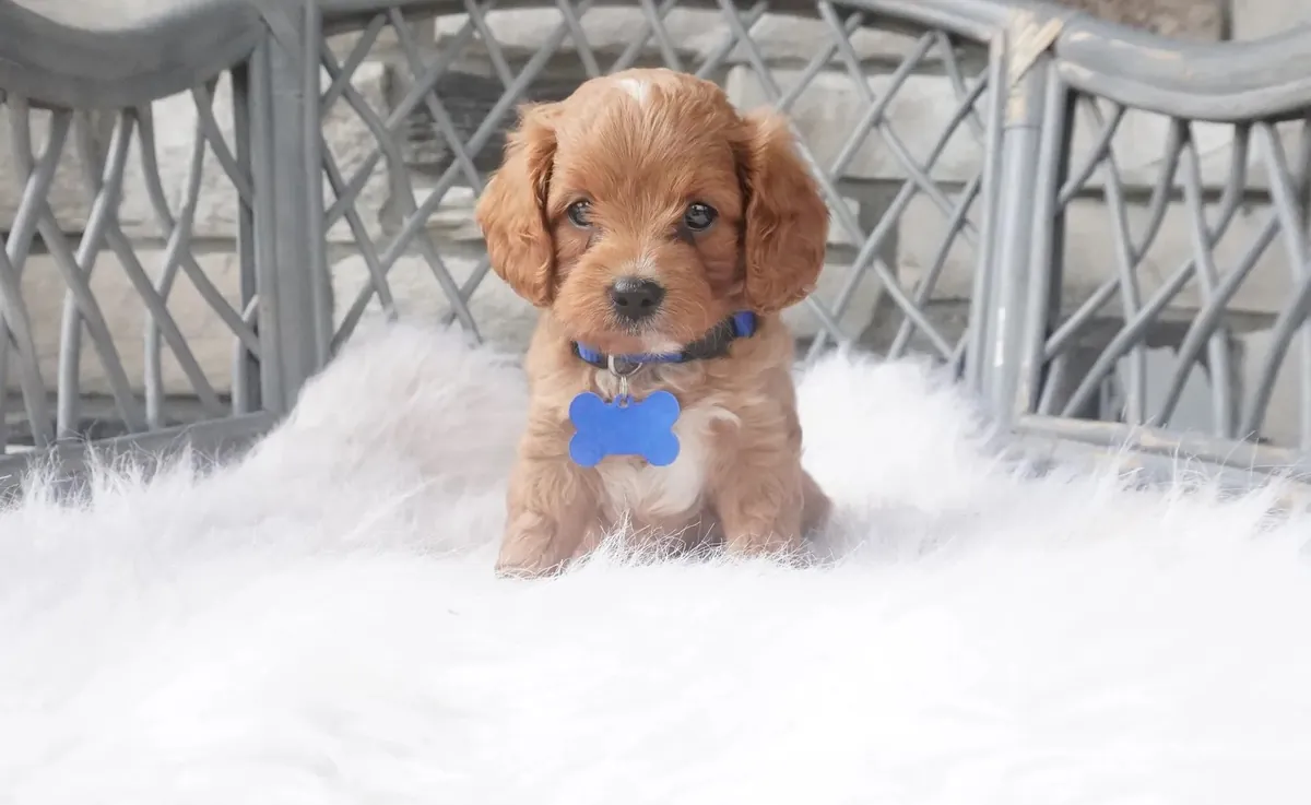 Cachorros de Cavapoo
