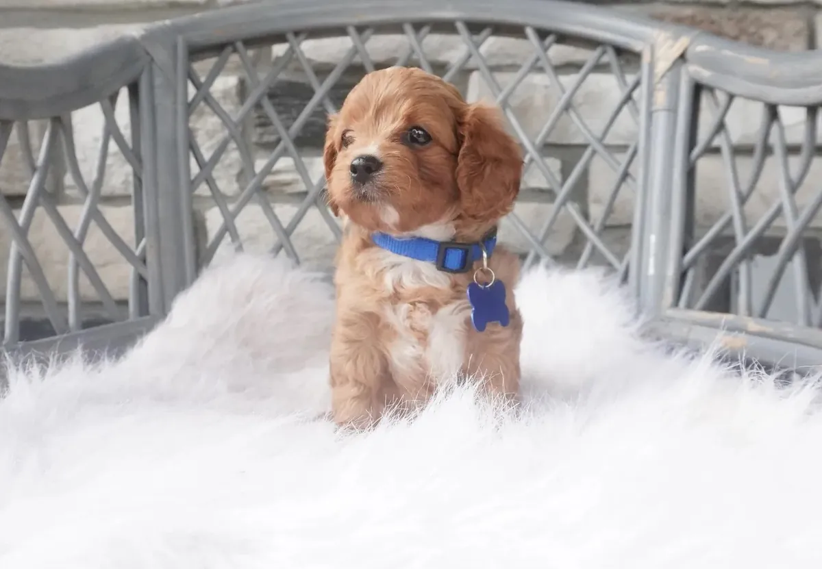 Cachorros de Cavapoo