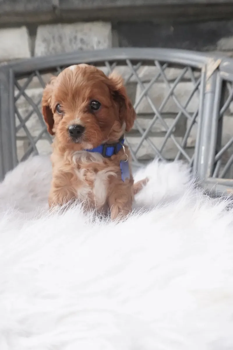 Cachorros de Cavapoo