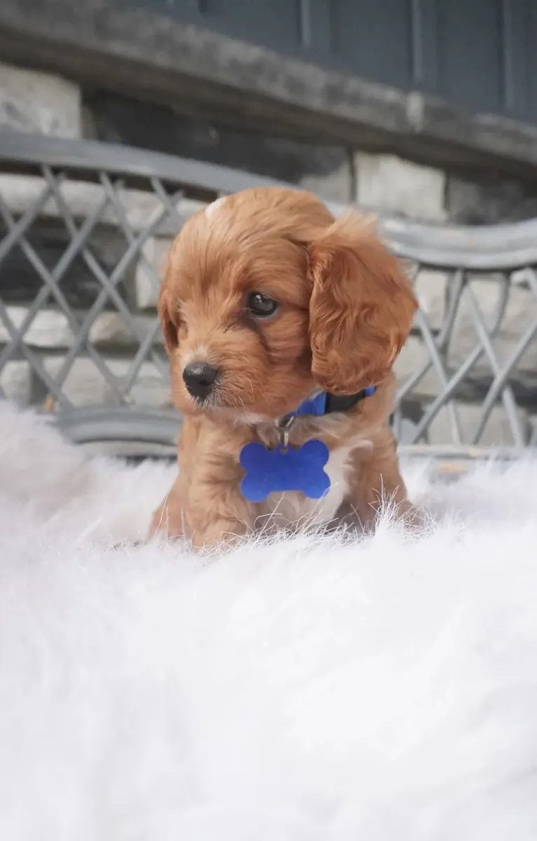 Cachorros de Cavapoo