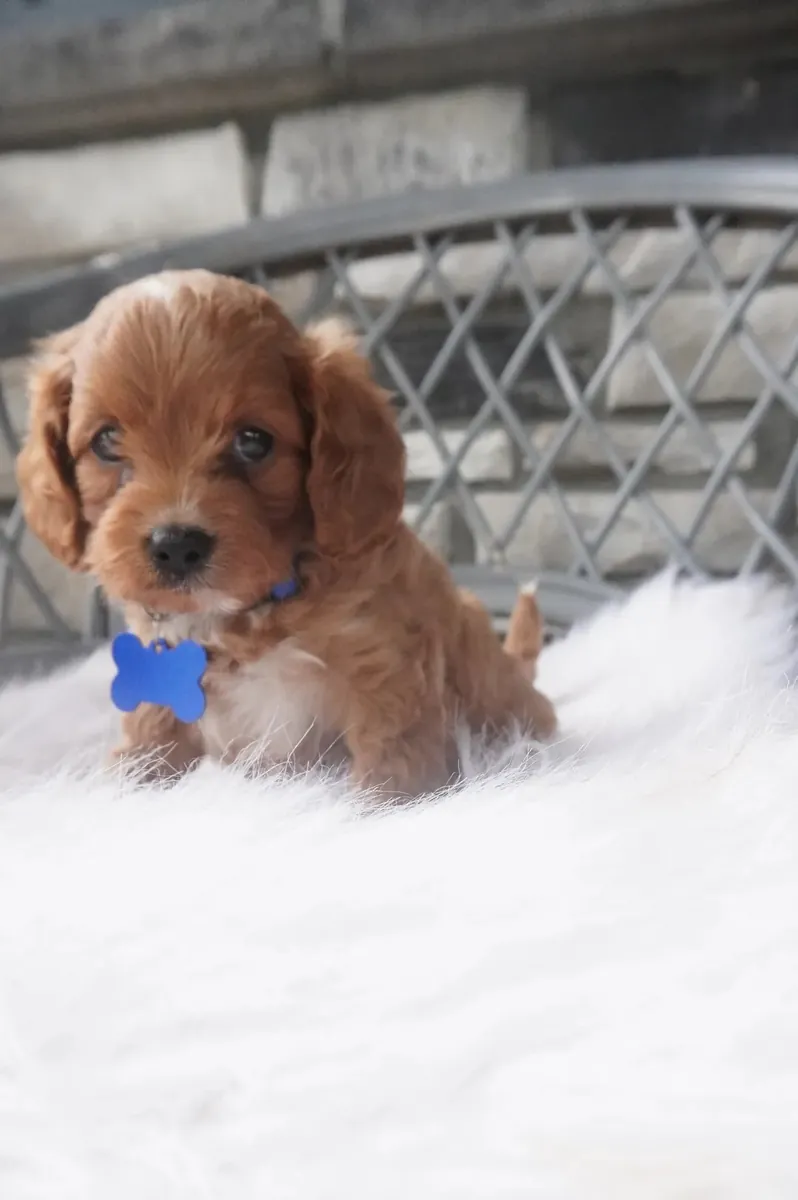 Cachorros de Cavapoo