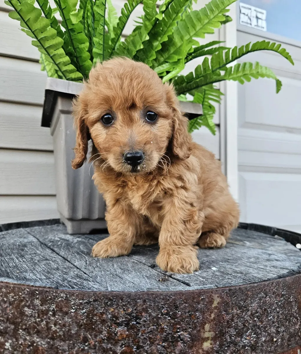 Miniatür Goldendoodle yavruları bugün sevgi dolu bir yuvaya hazır