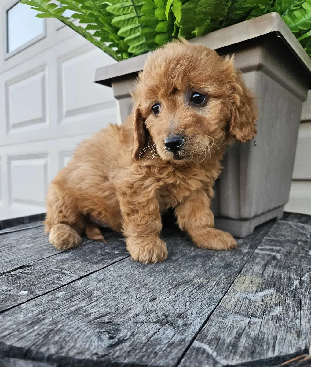 Miniatür Goldendoodle yavruları bugün sevgi dolu bir yuvaya hazır