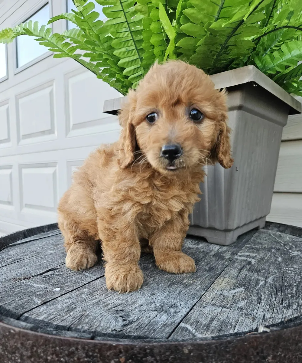 Miniatür Goldendoodle yavruları bugün sevgi dolu bir yuvaya hazır