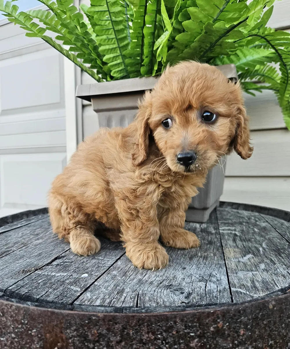 Miniatür Goldendoodle yavruları bugün sevgi dolu bir yuvaya hazır