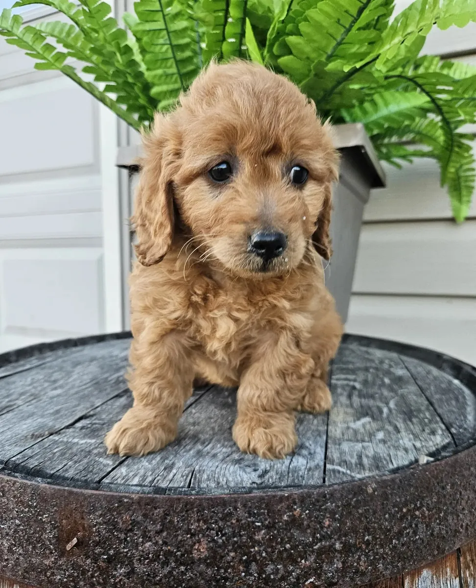 Miniatür Goldendoodle yavruları bugün sevgi dolu bir yuvaya hazır