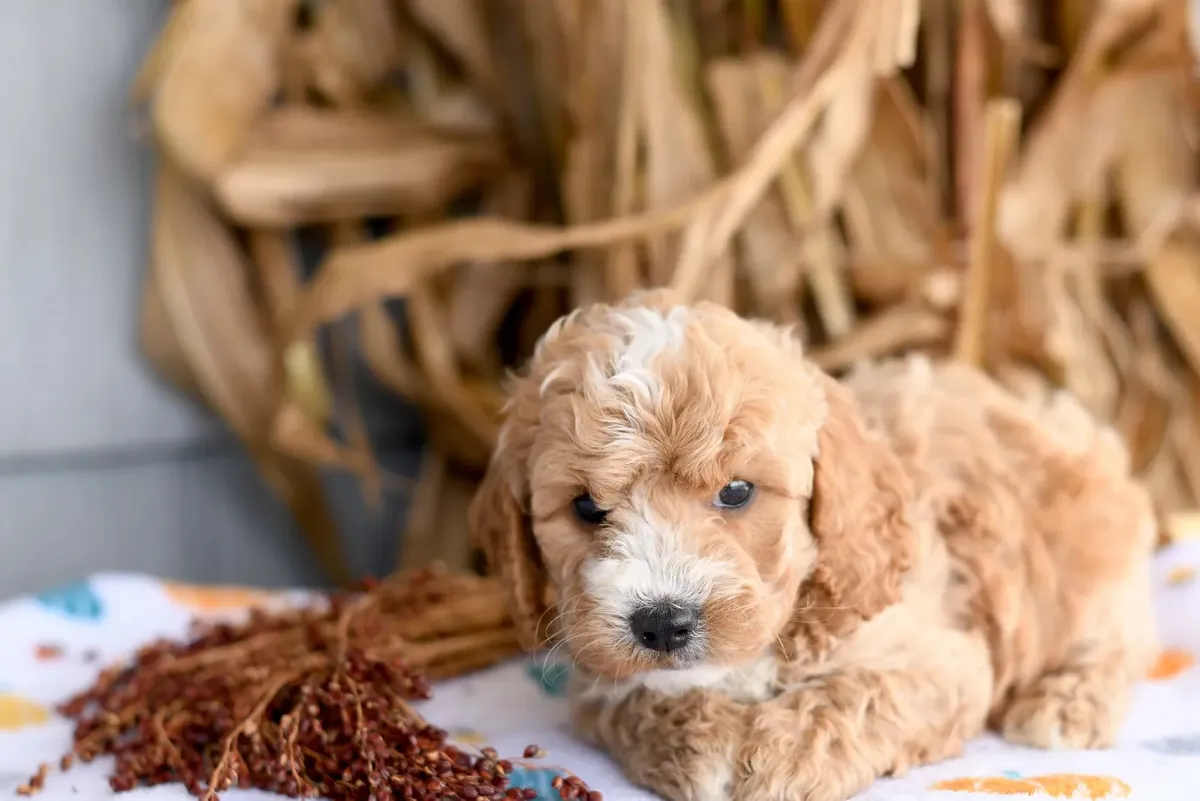 迷你可卡犬幼犬待领养