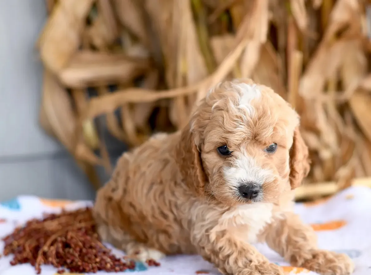 迷你可卡犬幼犬待领养