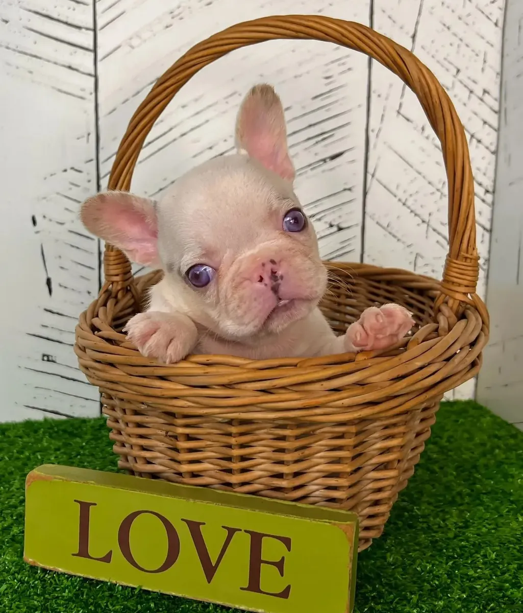 Cachorro bulldog francés revisado por veterinario