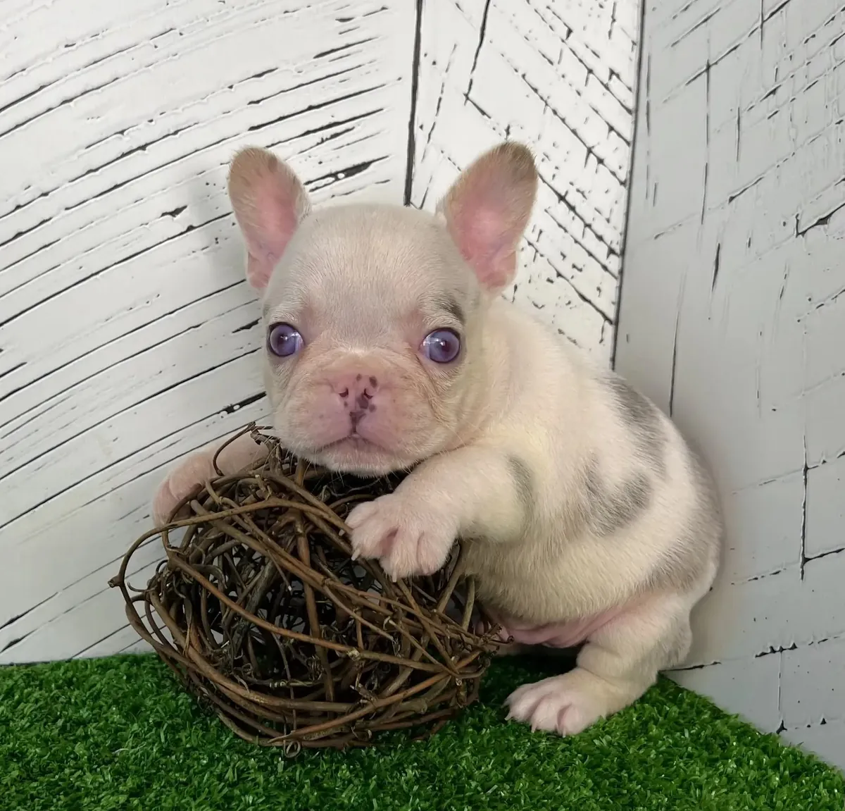 Cachorro bulldog francés revisado por veterinario