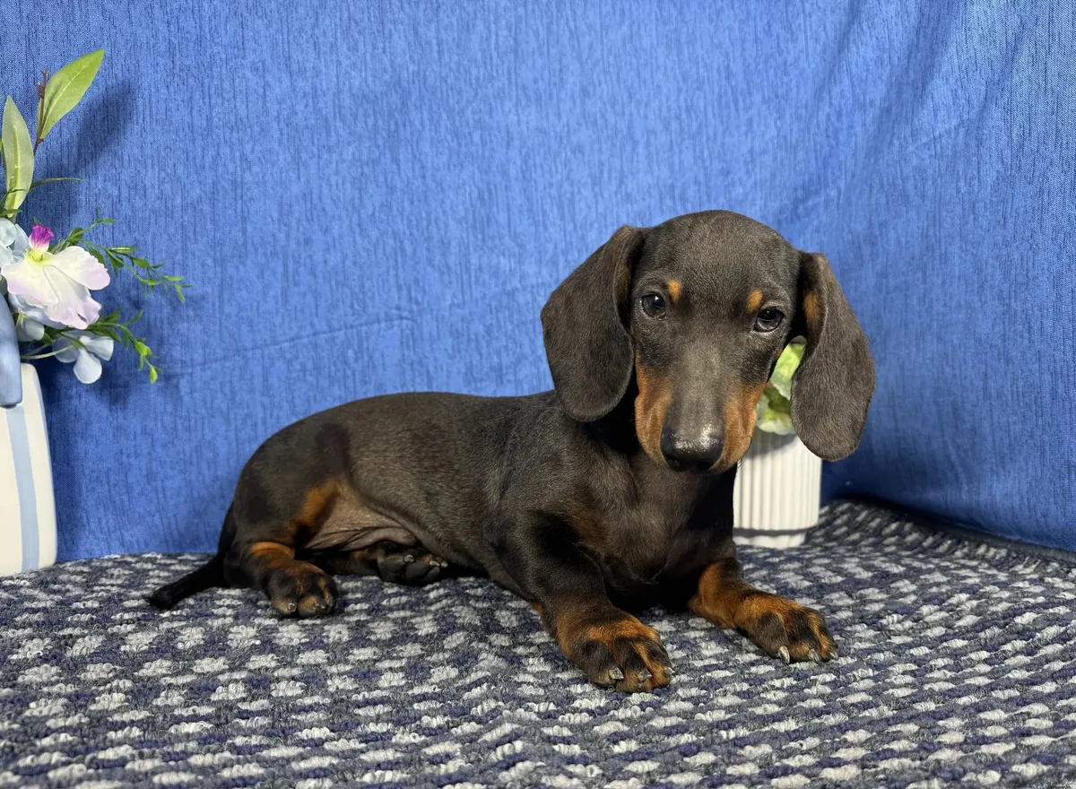 Dachshund miniatura